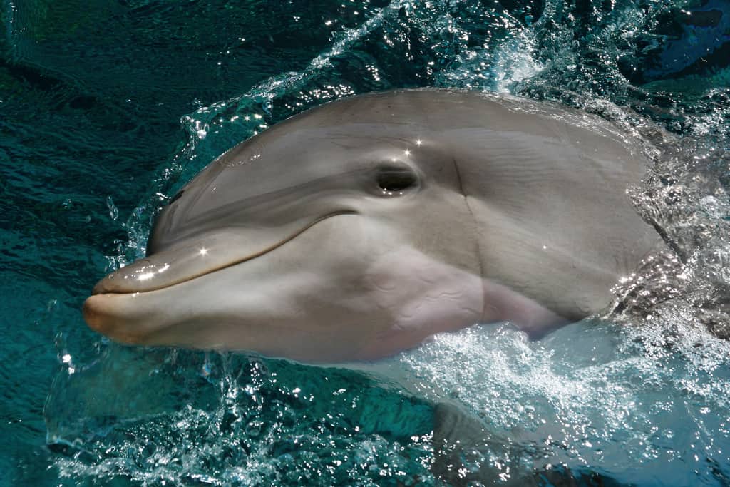 dolphin life coach