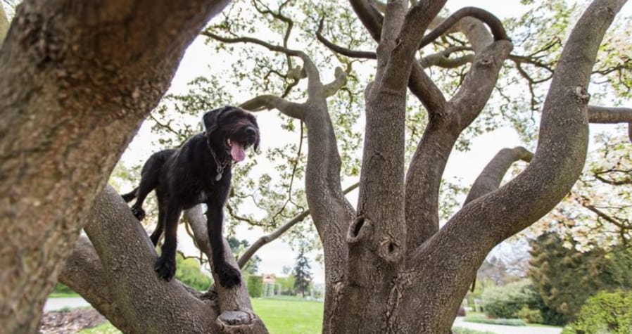 dog in tree