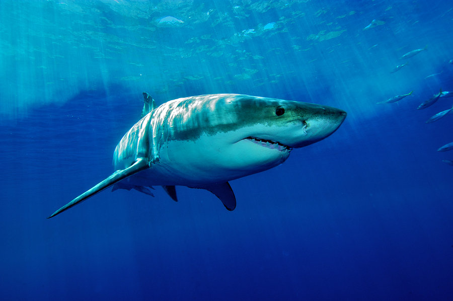 shark tank syndrome