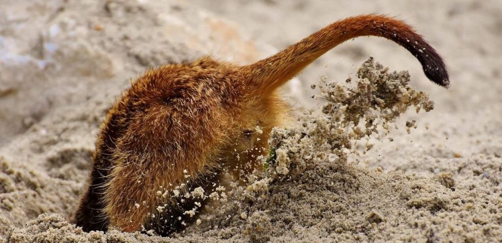 rodent burrowing in sand